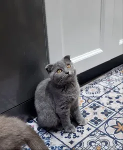 Scottish Fold