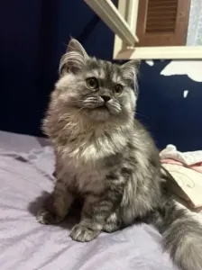 CHATON PERSAN CHINCHILLA CHAT 4 M