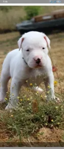 Chiot dog argontino femelle