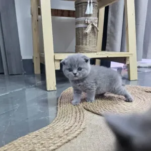 Scottish fold male blue