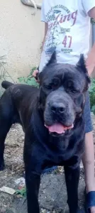 Cani corso+ Rottweiler