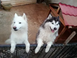 Couple husky