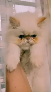 Chat persan pikey face