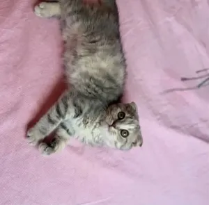 Deux chatons skotish gris femelle