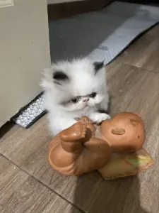 À vendre un chat persan