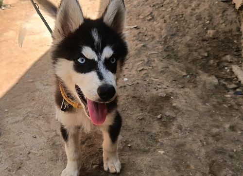 Husky sibérien