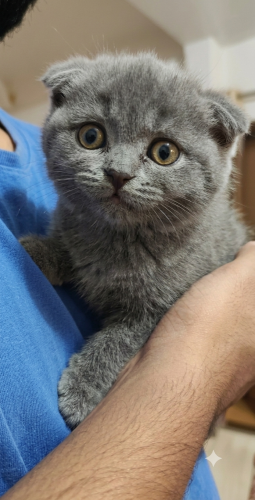 Chat scottish fold