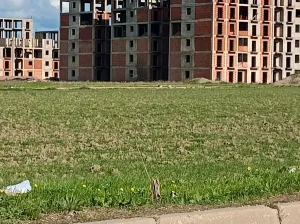 بيع أرض الجزائر درارية