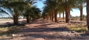 بيع أرض فلاحية بسكرة لواء
